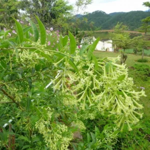 Jasmine Plant Live, Night Blooming Jasmine Plant in 4