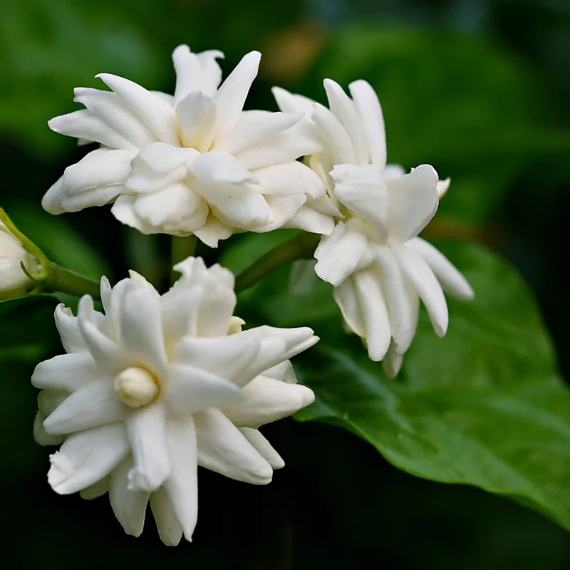 Jasmine Plant Live, Maid of Orleans Jasmine Plant in 4" Pot, Arabian Jasmine Vine, Sambac Jasmine Flower Plant for Planting Indoors Outdoors