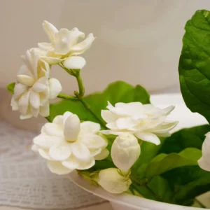Jasmine Plant Live, Maid of Orleans Jasmine Plant in 4