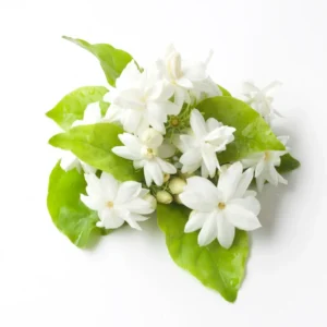 Jasmine Plant Live, Maid of Orleans Jasmine Plant in 4