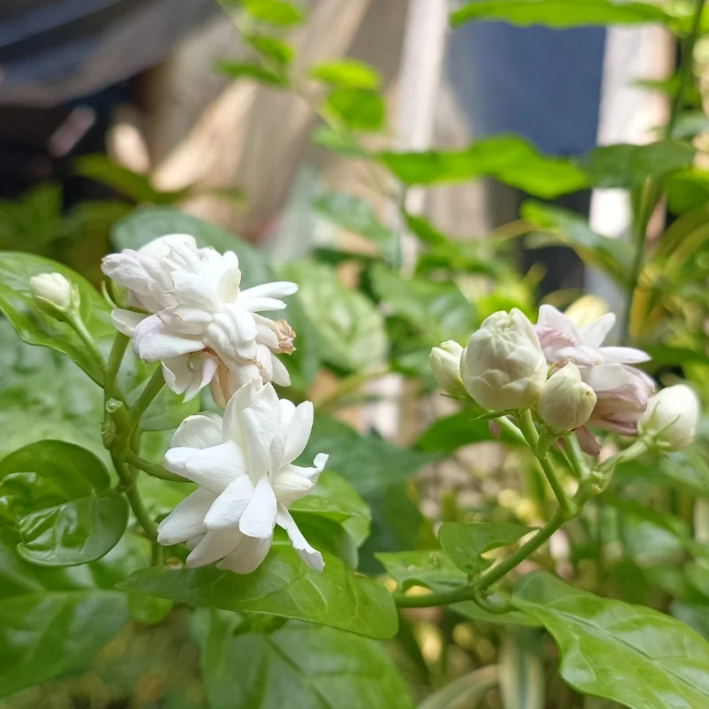 Jasmine Plant Live, Maid of Orleans Jasmine Plant in 4" Pot, Arabian Jasmine Vine, Sambac Jasmine Flower Plant for Planting Indoors Outdoors