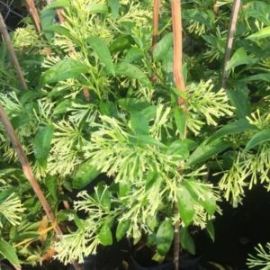 Jasmine Plant Live, Night Blooming Jasmine Plant in 4