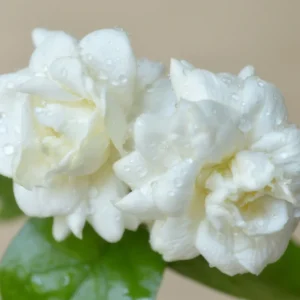 Jasmine Plant Live, Grand Duke Jasmine Plant in 4