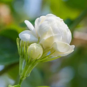 Jasmine Plant Live, Grand Duke Jasmine Plant in 4