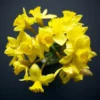50 Daffodil Bulbs for Planting, Yellow Daffodil Bulbs, Daffodil Flower Bulbs, Narcissus Bulbs