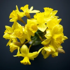 50 Daffodil Bulbs for Planting, Yellow Daffodil Bulbs, Daffodil Flower Bulbs, Narcissus Bulbs