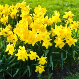 50 Daffodil Bulbs for Planting, Yellow Daffodil Bulbs, Daffodil Flower Bulbs, Narcissus Bulbs