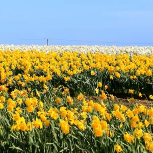 50 Daffodil Bulbs for Planting, Yellow Daffodil Bulbs, Daffodil Flower Bulbs, Narcissus Bulbs