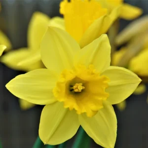 50 Daffodil Bulbs for Planting, Yellow Daffodil Bulbs, Daffodil Flower Bulbs, Narcissus Bulbs
