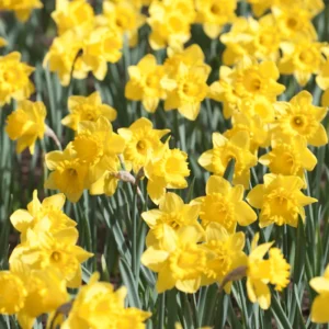 50 Daffodil Bulbs for Planting, Yellow Daffodil Bulbs, Daffodil Flower Bulbs, Narcissus Bulbs