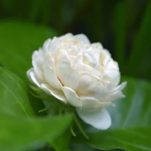 Jasmine Plant Live, Grand Duke Jasmine Plant in 4