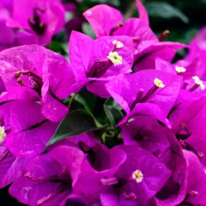 2 Bougainvillea Plants 4 To 5 Inches Height, Bougainvillea Vines Flower Plant, Live Plant Bougainvillea Vine