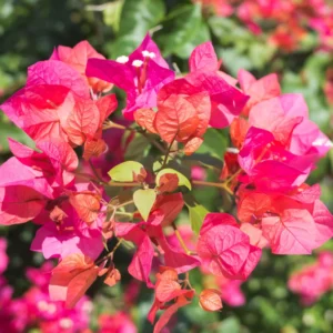 2 Bougainvillea Plants 4 To 5 Inches Height, Bougainvillea Vines Flower Plant, Live Plant Bougainvillea Vine