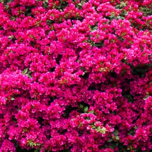 2 Bougainvillea Plants 4 To 5 Inches Height, Bougainvillea Vines Flower Plant, Live Plant Bougainvillea Vine