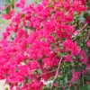 2 Bougainvillea Plants 4 To 5 Inches Height, Bougainvillea Vines Flower Plant, Live Plant Bougainvillea Vine