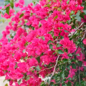 2 Bougainvillea Plants 4 To 5 Inches Height, Bougainvillea Vines Flower Plant, Live Plant Bougainvillea Vine