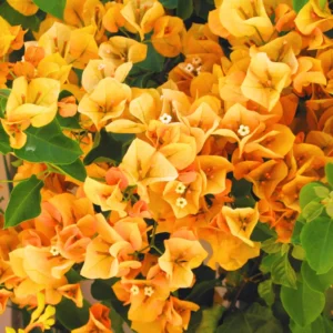 2 Bougainvillea Plants 4 To 5 Inches Height, Bougainvillea Vines Flower Plant, Live Plant Bougainvillea Vine