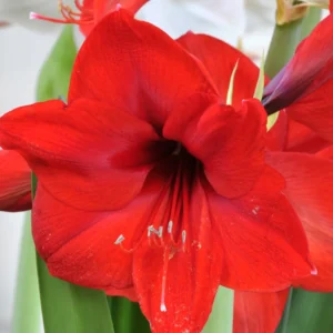 Red Amaryllis Bulbs for Planting Indoor Outdoor, Live Amaryllis Flower Bulbs