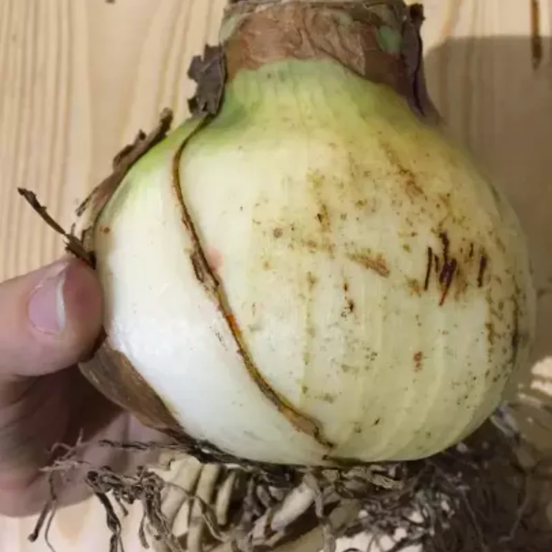 Red Amaryllis Bulbs for Planting Indoor Outdoor, Live Amaryllis Flower Bulbs