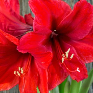 Red Amaryllis Bulbs for Planting Indoor Outdoor, Live Amaryllis Flower Bulbs