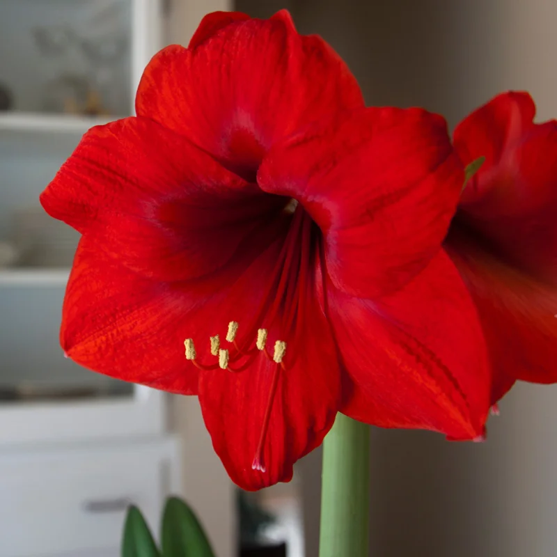 Red Amaryllis Bulbs for Planting Indoor Outdoor, Live Amaryllis Flower Bulbs