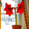 Red Amaryllis Bulbs for Planting Indoor Outdoor, Live Amaryllis Flower Bulbs