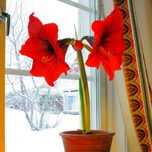 Red Amaryllis Bulbs for Planting Indoor Outdoor, Live Amaryllis Flower Bulbs
