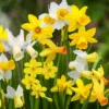 50 Daffodil Bulbs, Daffodil Mix Bulbs, Mixed Daffodil Bulb for Planting, Narcissus Bulbs, Daffodil Flower Bulbs