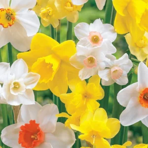 50 Daffodil Bulbs, Daffodil Mix Bulbs, Mixed Daffodil Bulb for Planting, Narcissus Bulbs, Daffodil Flower Bulbs