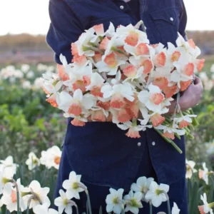 50 Daffodil Bulbs, Daffodil Mix Bulbs, Mixed Daffodil Bulb for Planting, Narcissus Bulbs, Daffodil Flower Bulbs