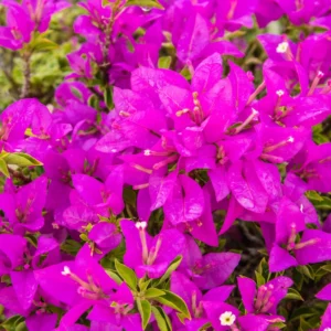 2 Bougainvillea Plants 4 To 5 Inches Height, Bougainvillea Vines Flower Plant, Live Plant Bougainvillea Vine