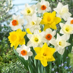 50 Daffodil Bulbs, Daffodil Mix Bulbs, Mixed Daffodil Bulb for Planting, Narcissus Bulbs, Daffodil Flower Bulbs