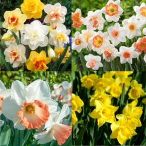 50 Daffodil Bulbs, Daffodil Mix Bulbs, Mixed Daffodil Bulb for Planting, Narcissus Bulbs, Daffodil Flower Bulbs