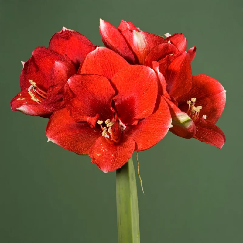 Red Amaryllis Bulbs for Planting Indoor Outdoor, Live Amaryllis Flower Bulbs
