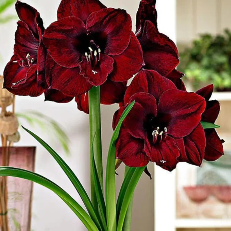 Amaryllis Bulbs, Live Amaryllis Bulbs for Planting Indoor, Amaryllis Flower Bulbs, Black Amaryllis Bulbs