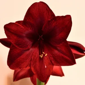 Amaryllis Bulbs, Live Amaryllis Bulbs for Planting Indoor, Amaryllis Flower Bulbs, Black Amaryllis Bulbs