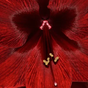 Amaryllis Bulbs, Live Amaryllis Bulbs for Planting Indoor, Amaryllis Flower Bulbs, Black Amaryllis Bulbs