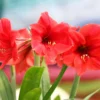 Amaryllis Bulbs, Red Amaryllis Bulbs, Live Amaryllis Bulbs for Planting Indoor, Amaryllis Flower Bulbs