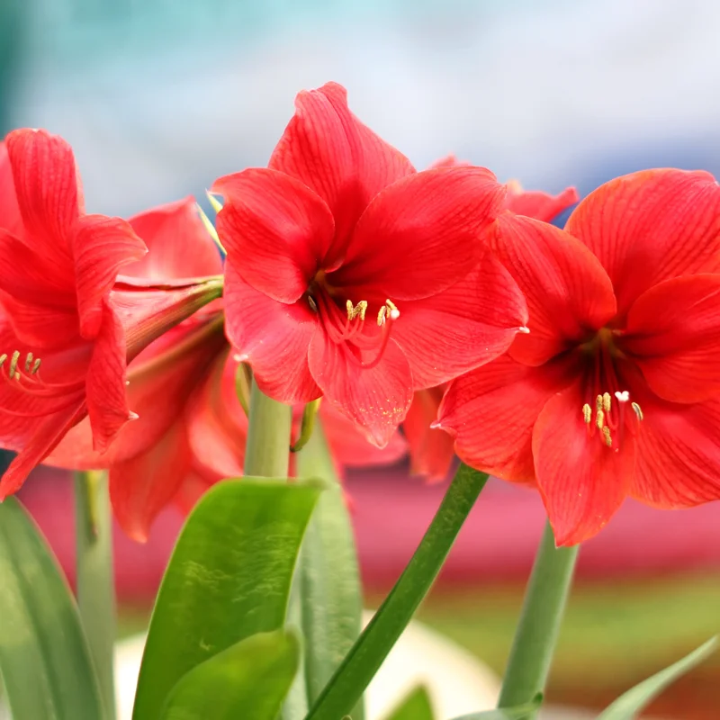 Amaryllis Bulbs, Red Amaryllis Bulbs, Live Amaryllis Bulbs for Planting Indoor, Amaryllis Flower Bulbs