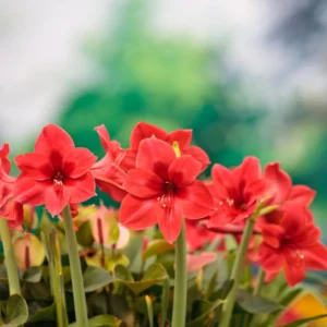 Amaryllis Bulbs, Red Amaryllis Bulbs, Live Amaryllis Bulbs for Planting Indoor, Amaryllis Flower Bulbs