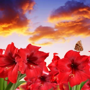 Amaryllis Bulbs, Red Amaryllis Bulbs, Live Amaryllis Bulbs for Planting Indoor, Amaryllis Flower Bulbs