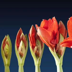 Amaryllis Bulbs, Red Amaryllis Bulbs, Live Amaryllis Bulbs for Planting Indoor, Amaryllis Flower Bulbs