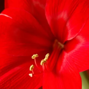 Amaryllis Bulbs, Red Amaryllis Bulbs, Live Amaryllis Bulbs for Planting Indoor, Amaryllis Flower Bulbs