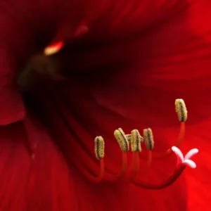 Amaryllis Bulbs, Live Amaryllis Bulbs for Planting Indoor, Amaryllis Flower Bulbs, Black Amaryllis Bulbs