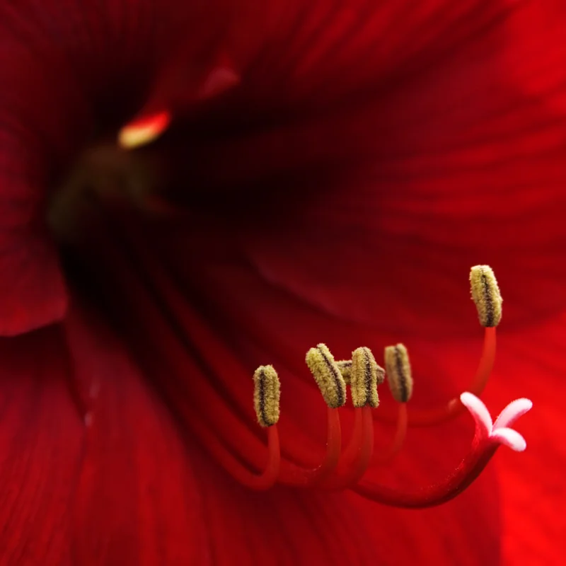 Amaryllis Bulbs, Live Amaryllis Bulbs for Planting Indoor, Amaryllis Flower Bulbs, Black Amaryllis Bulbs