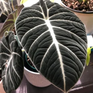 Alocasia Live Plant, Rare Alocasia Plant, House Plant, House Plant Indoors Live No Pot