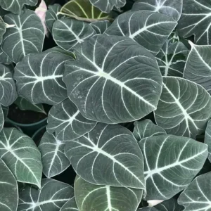 Alocasia Live Plant, Rare Alocasia Plant, House Plant, House Plant Indoors Live No Pot