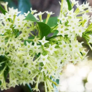 2 Jasmine Plants, Night Blooming Jasmine in 4 Inch Pot, Live Jasmine Plants Indoor Outdoor