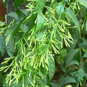 Set 2 Night Blooming Jasmine Live Plant, Jasmine Plants Live Outdoors Indoors, Jasmine Flower Plant, 3.5 Inch Pot