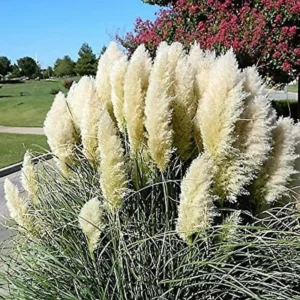 Set 2 White Pampas Grass Plant Live for Planting, 3.5 Inch Pot